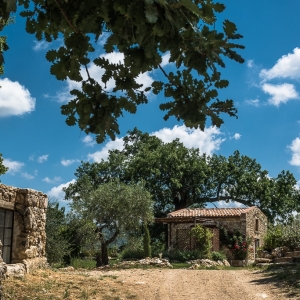 Quercia roverella a Saturnia