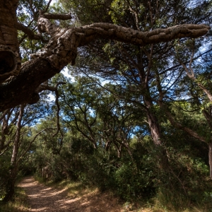 Bosco di querce di Patanella