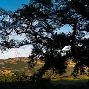 Quercia davanti al castello di MontepÃ²