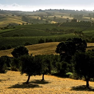 mattina presto su pascoli e vigne