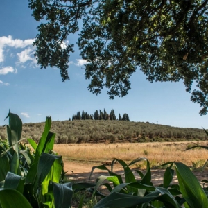 quercia e granturco-001