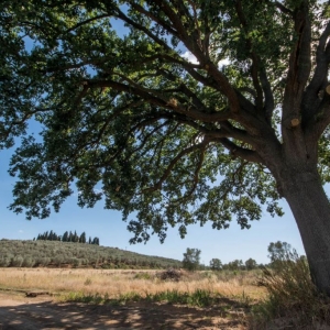 quercia e granturco-002