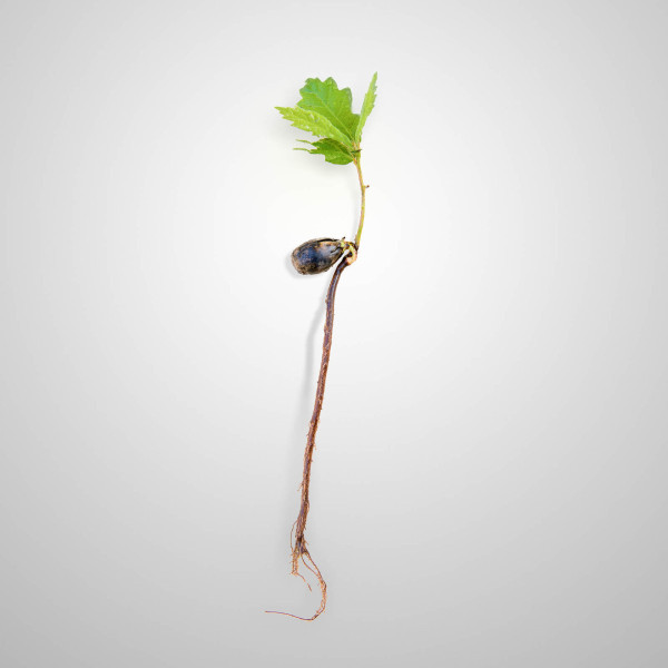 Germoglio di quercia roverella