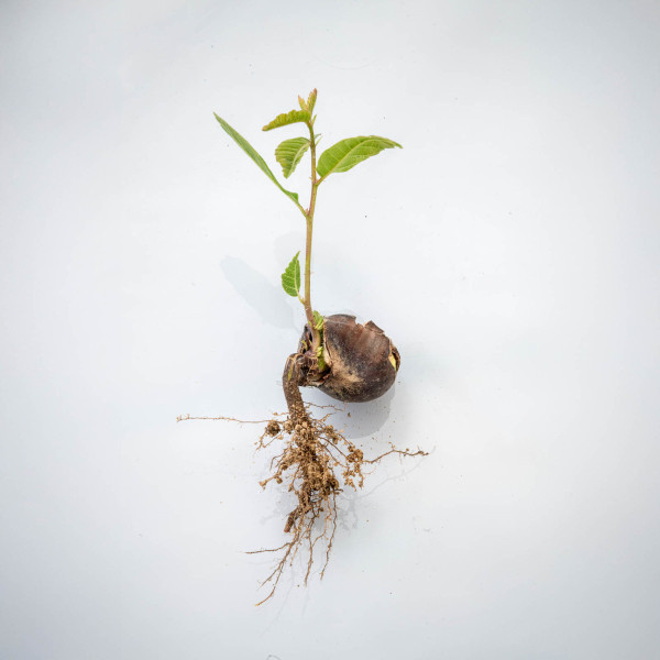 Germoglio di castagno