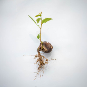 Germoglio di castagno