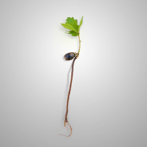 Quercia neonata