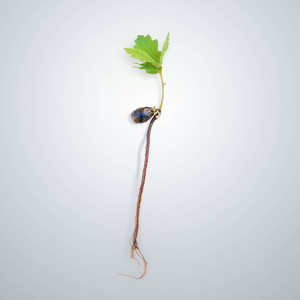 Germoglio di quercia roverella