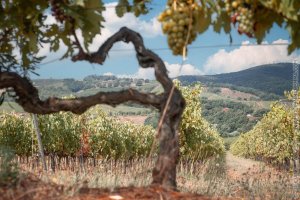 Le vigne con il podere
