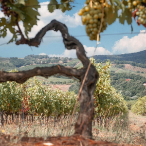 Le vigne con il podere