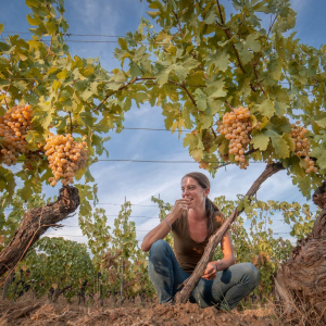 Assaggio alla vigna di grechetto al podere414