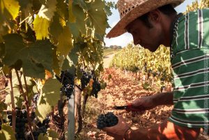 Taglio del grappolo in vigna
