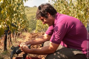 Simone Castellli in vendemmia