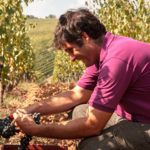 Simone Castellli in vendemmia