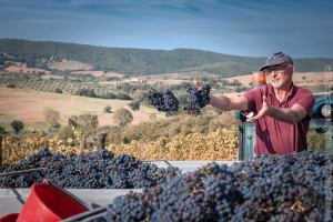 Ultimo grappolo alla vigna Scalabrelli