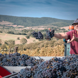 Ultimo grappolo alla vigna Scalabrelli