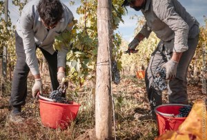 La vendemmia vista dai grappoli 02