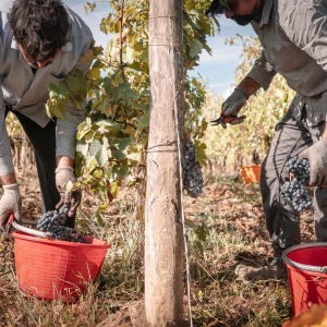 La vendemmia vista dai grappoli 02