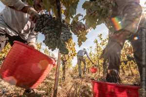 La vendemmia vista dai grappoli