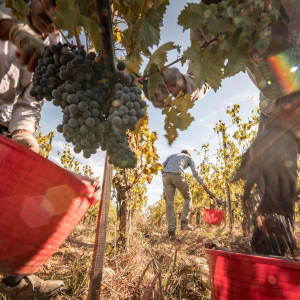 La vendemmia vista dai grappoli