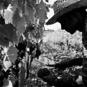 vendemmia-414_01