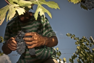 vendemmia-414_02