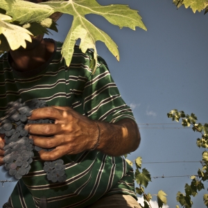 vendemmia-414_02