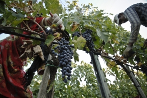 vendemmia-414_03