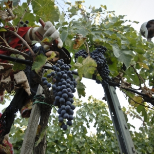 vendemmia-414_03
