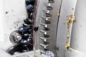 vendemmia-414_04