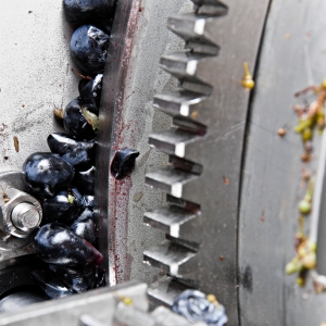 vendemmia-414_04