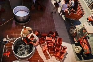 vendemmia-414_05