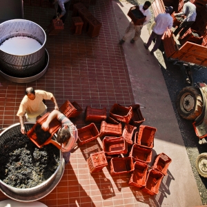 vendemmia-414_05