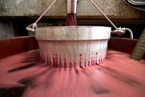 vendemmia-414_10