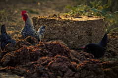 Vendemmia