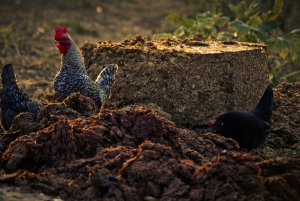 vendemmia-414_11