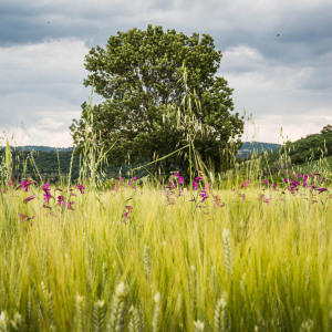 Butteri sulla via Clodia