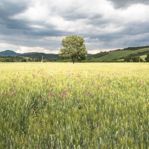 Butteri sulla via Clodia