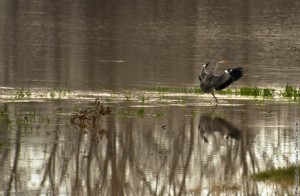 Mareggiate e fiumi in piena