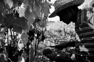 Anteprima di vendemmia