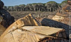 La pineta bruciata, cosa resta