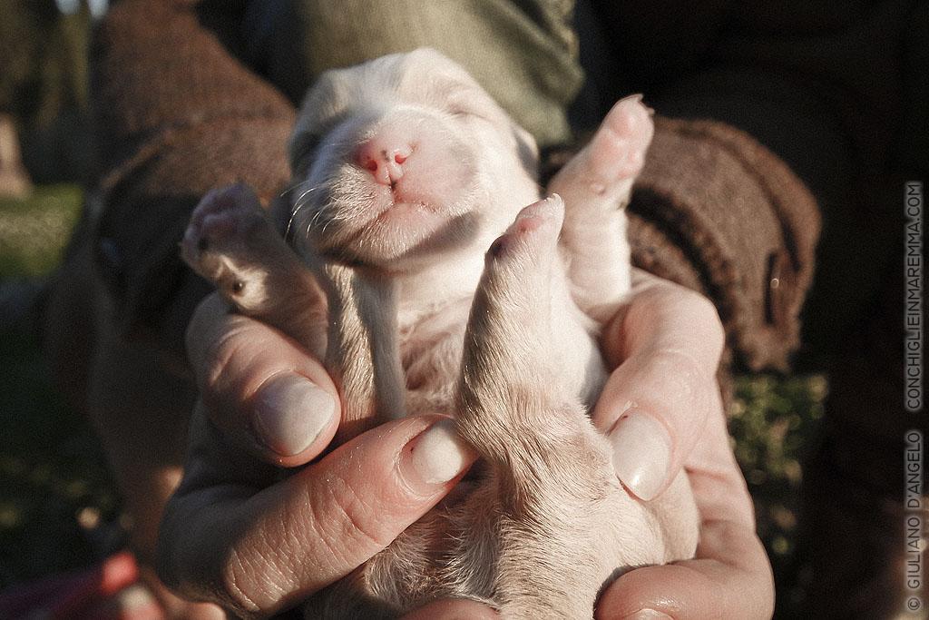 mano con cucciolo