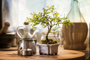 CaffÃ¨ e bonsai