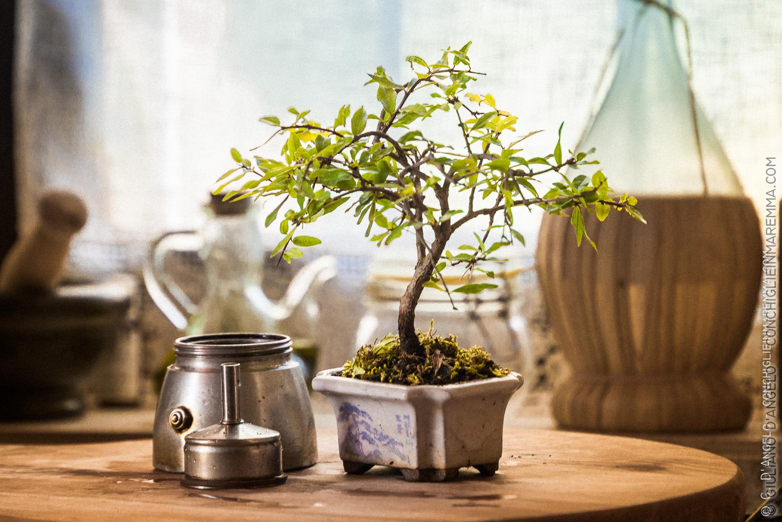 Caffè e bonsai