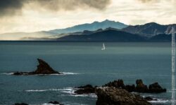 La pinna dopo la tempesta
