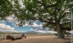 370 anni sotto la corteccia