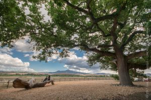 quercia gigantesca in val d'orcia