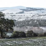 Colline innevate cipressi e quercia