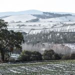 Colline innevate cipressi e quercia