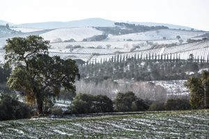 Colline innevate cipressi e quercia