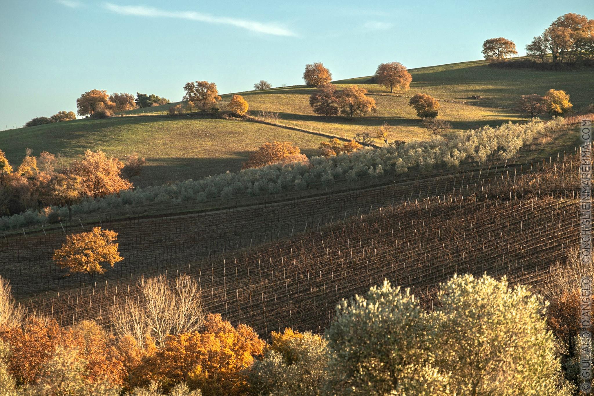 Vigne e olivi in collina